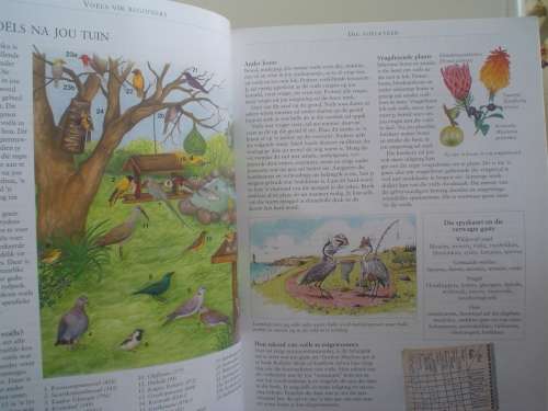 Voels vir beginners - Coetzee