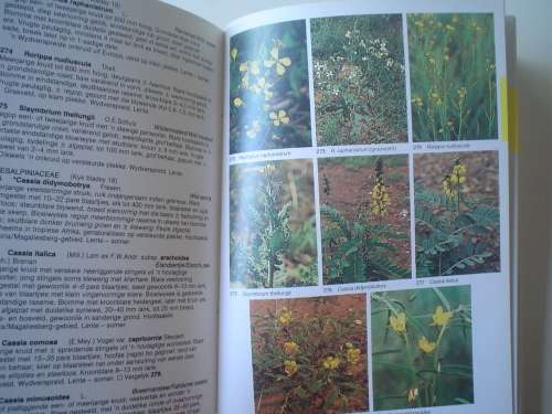 Veldgids tot Veldblomme van Witwatersrand en Preotia