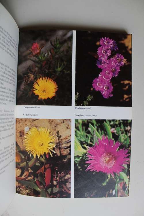 Hottentots-Holland tot Hermanus - Burma, Lee & Bean, Anne