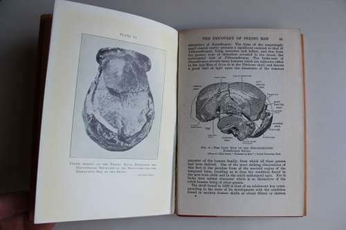 The search for man's ancestors - Smith