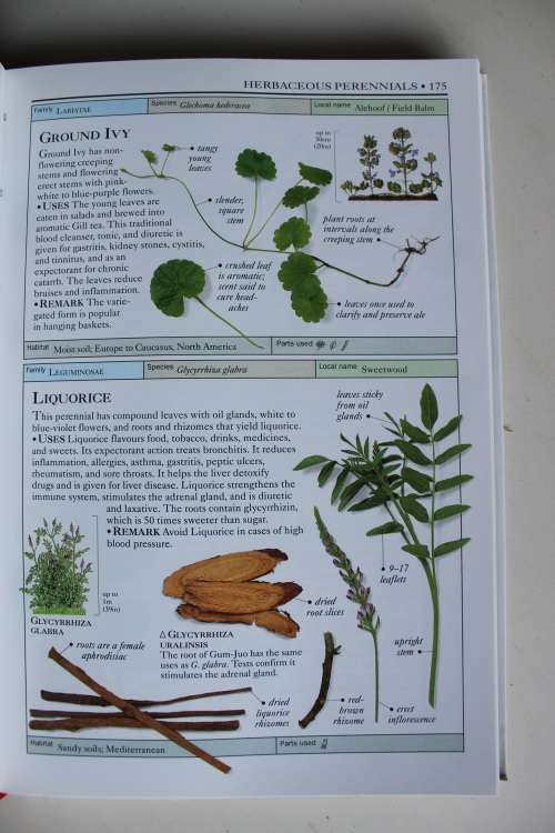 HERBS The visual guide to more than 700 herb species - Bremness
