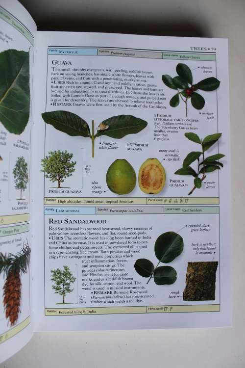 HERBS The visual guide to more than 700 herb species - Bremness