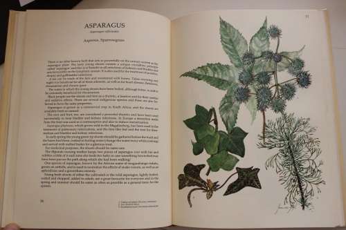 Margaret Roberts' Book of Herbs - The medicinal and culinary uses of herbs in South Africa