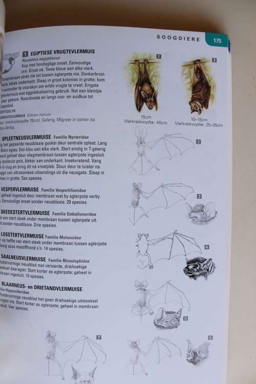 Natuurlewe van Suider-Afrika veldgids diere en plante - Carruthers