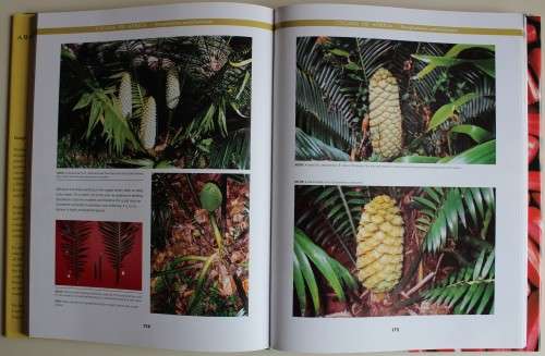 Cycads of Africa - Douglas Goode