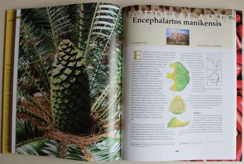 Cycads of Africa - Douglas Goode