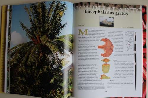 Cycads of Africa - Douglas Goode