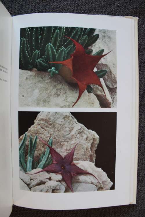 Stapeliads in cultivation - Edgar Lamb