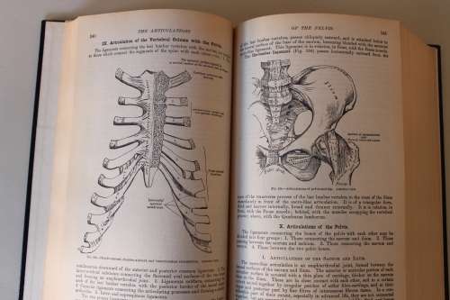Gray's Anatomy - Henry Gray
