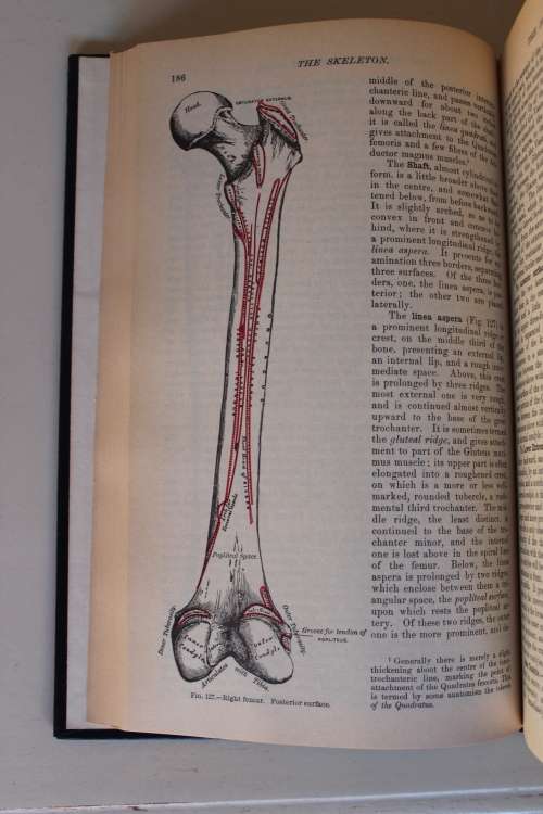 Gray's Anatomy - Henry Gray