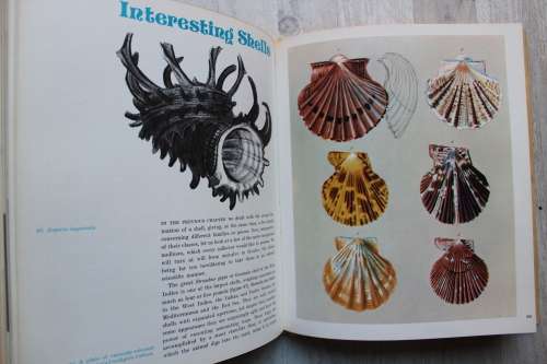 Shells - Roderick Cameron