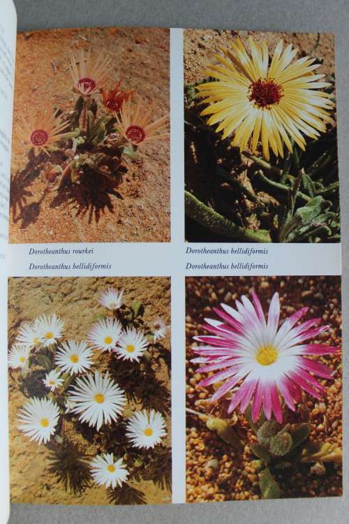 Namakwaland Veldblom gids van Suid-Afrika