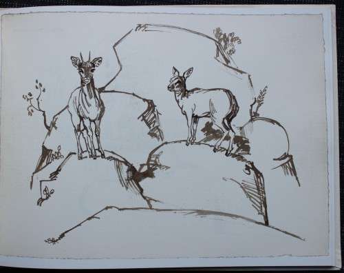 Drawn from Life - Portfolio of Wildlife drawings from Zakkie Eloff