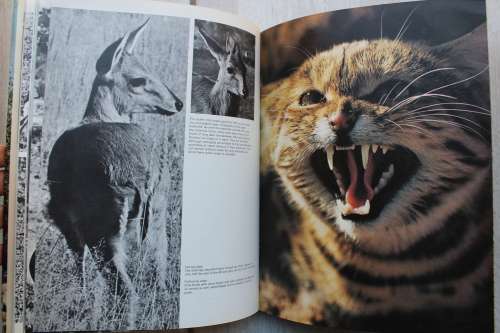 Etosha Image - South West Africa  - Zur Strassen