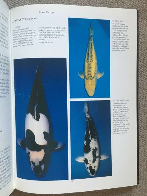 Living Jewels, Koi keeping in South Africa - Watt & De Kock