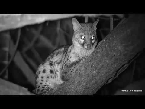 Bushnell Equinox Z2 NightVision Monocular Video Camera