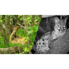 Bushnell Equinox Z2 NightVision Monocular Video Camera