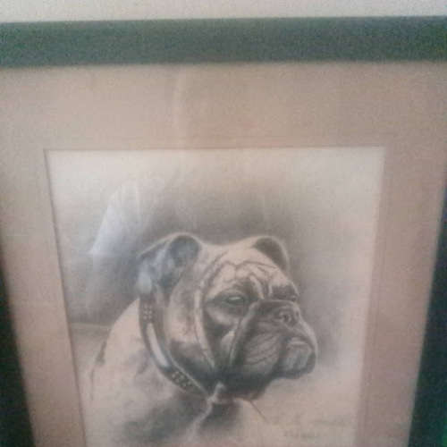 Drawing of a bulldog-1928