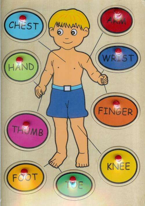 "My Body" - Great Educational Push-In Board