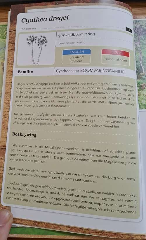 Vratjievrug-bliksem-bos en ander Magaliesbergbome