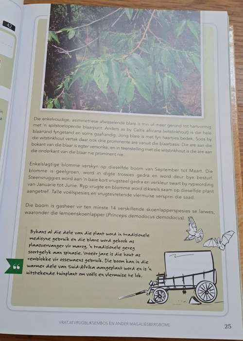 Vratjievrug-bliksem-bos en ander Magaliesbergbome