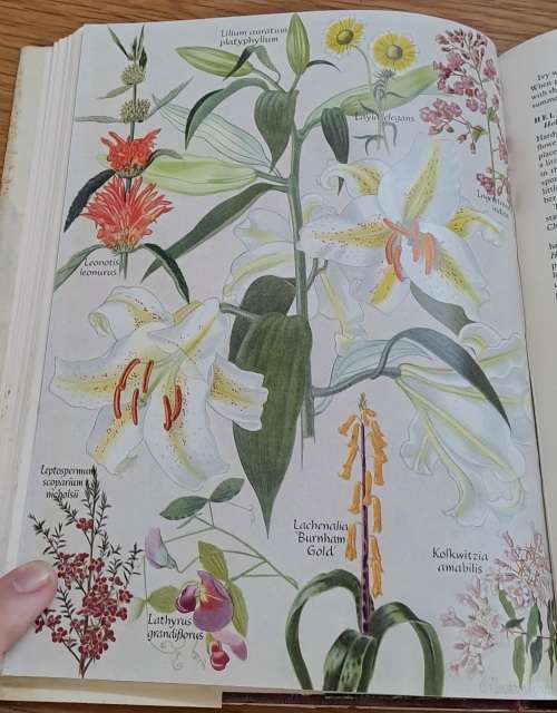 Garden Plants in Colour