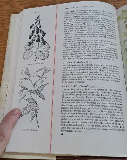 Garden Plants in Colour