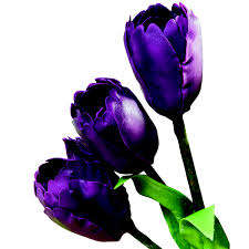 Tulip flower fondant cutter, 2 piece