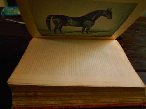 S SYDNEY THE BOOK OF THE HORSE BY S SIDNEY NEW EDITION. CASSELL AND COMPANY 1893 LARGE RARE HARDBACK