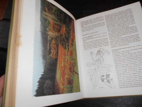 Our Green Heritage, The south African Book of trees edited by W Immelman,  illus hardback