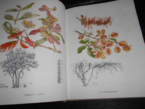Carr, J Denzil  - Combretaceae Southern Africa - botanical paintings Elize Buitendag  Rare book 1988