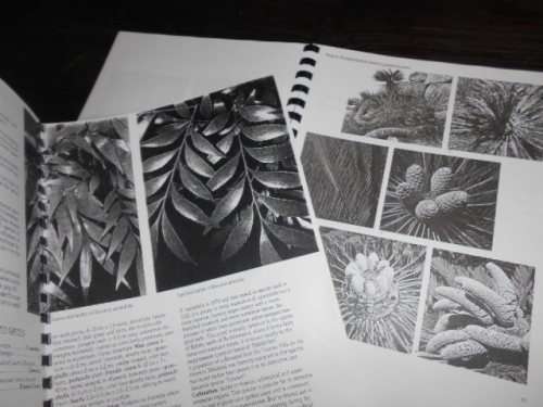 2 CYCAD BOOKS -  CYCADS  OF WORLD and  CYCADS OF SOUTH  AFRICA by Cynthia Giddy