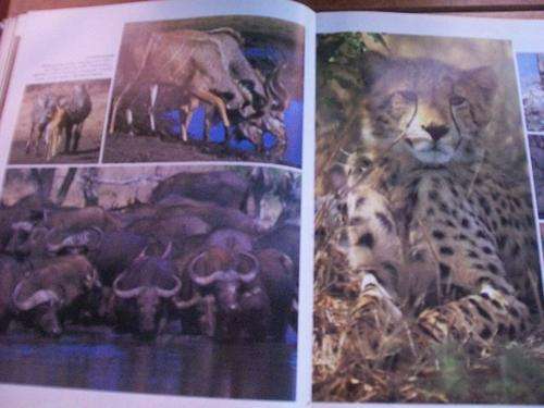 DAVID PAYNTER WITH WILF NUSSEY - KRUGER PORTRAIT OF A NATIONAL PARK WITH PERSONALITIES FIRST ED 1986