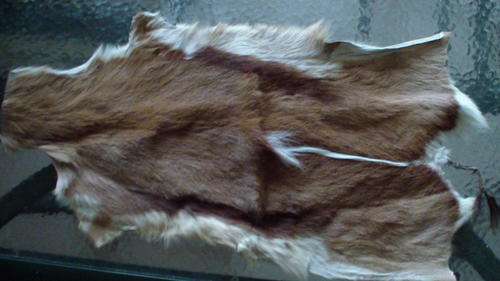Springbok Skin