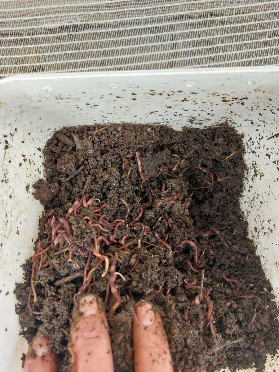 Red Wrigglers (Compost worms)