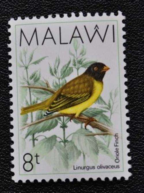 MALAWI - BIRD  - M/S