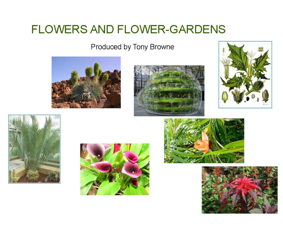 Flowers and Flower-gardens