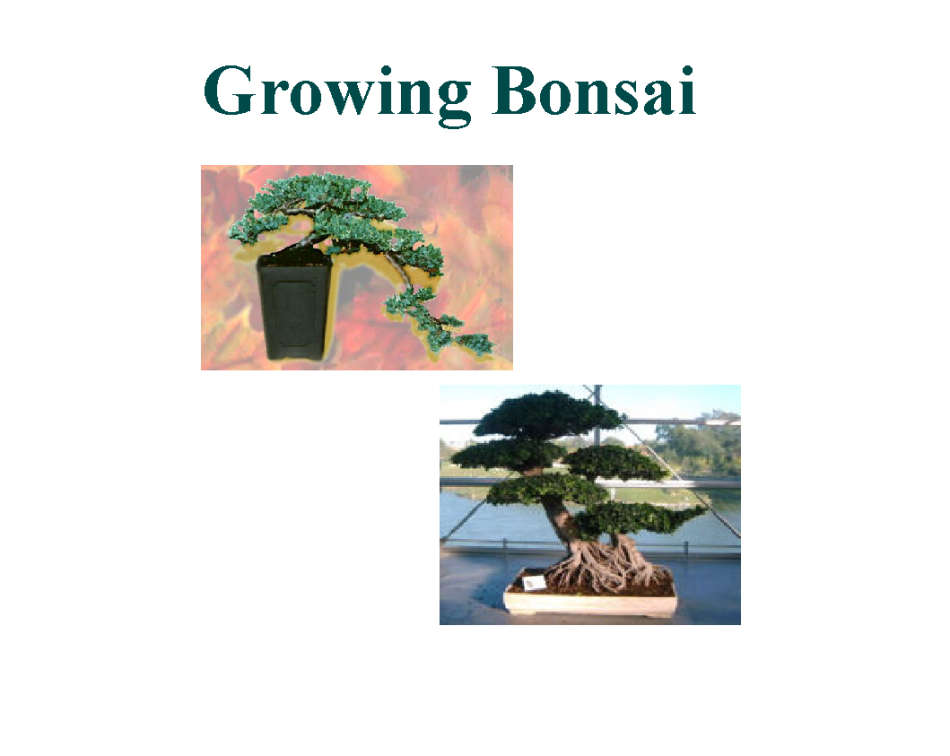 Growing Bonsai