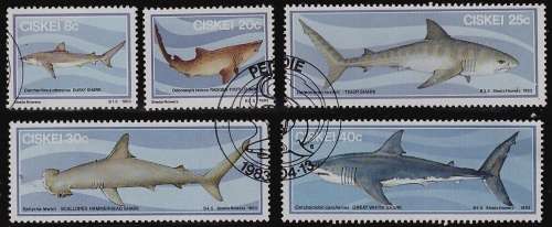 Ciskei -Sharks 1983