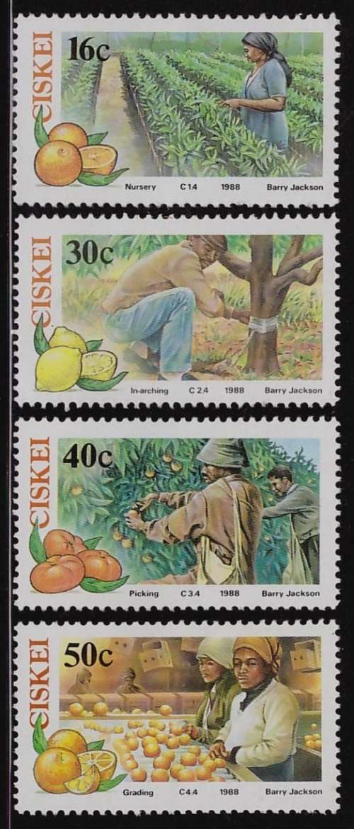 Ciskei -Citrus Farming 1988