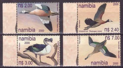 Namibia Ducks UMM Great CV Great Face Valeu