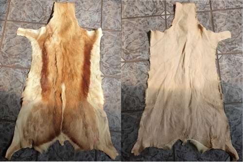 2 x Springbok Skins (beautiful)
