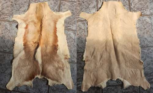 2 x Springbok Skins (beautiful)