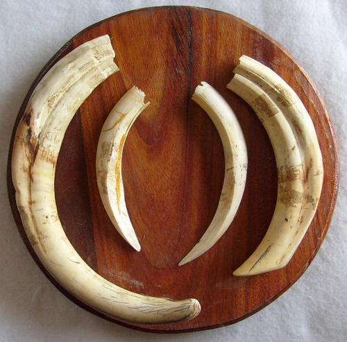 SET OF WARTHOG TEETH MOUNTED ON SLEEPER WOOD.