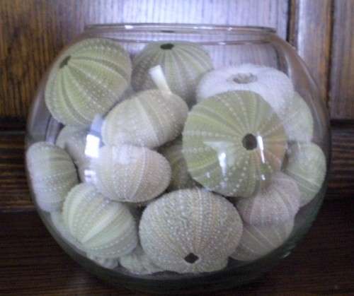 ROUND VASE CONTAINING SEA URCHIN SHELLS