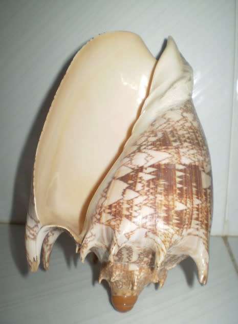 Large Sea Shell