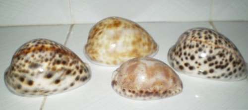 Four lovely Cowrie Sea shells