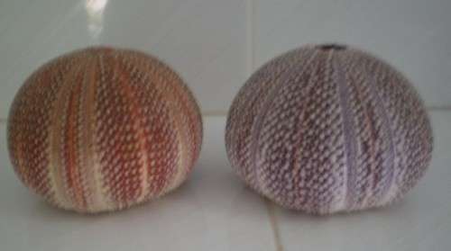 Two very large sea urchin shells