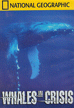 Whales in Crisis DVD by National Geographic