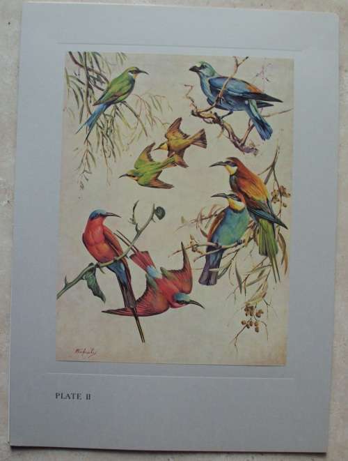 Print Set - Our Birds - 8 colour plates - 1960 - 2nd Series